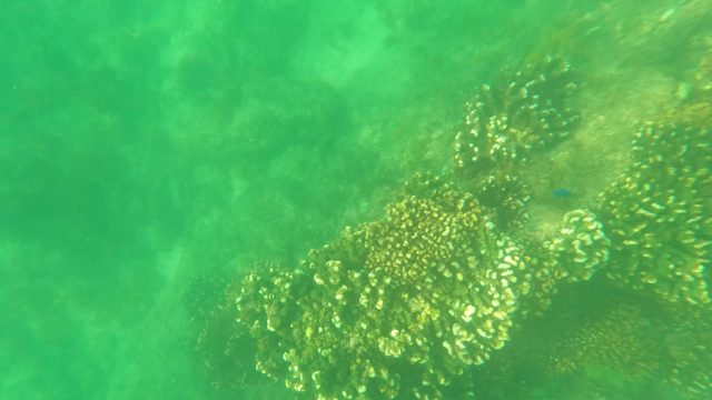 SAN JOSE DEL CABO BCS MEXICO-2023: Coral Reef Underwater with Swimmer's Arm