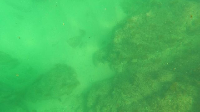 SAN JOSE DEL CABO BCS MEXICO-2023: Underwater View of Rocky Seabed with Small Fish