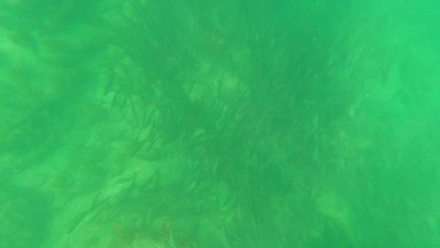 SAN JOSE DEL CABO BCS MEXICO-2023: Underwater Seaweed and Fish with Swimmer's Hand