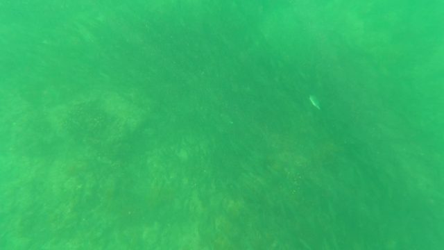 SAN JOSE DEL CABO BCS MEXICO-2023: Underwater Seabed with Seaweed and Small Fish