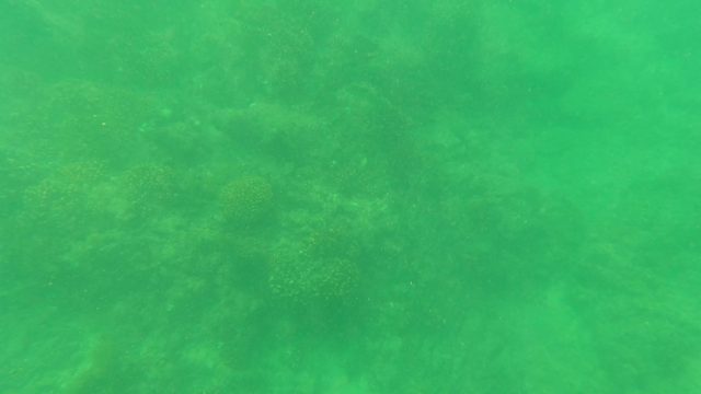 SAN JOSE DEL CABO BCS MEXICO-2023: Underwater Coral to Sunlit Ocean Surface