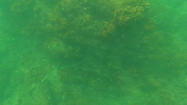 SAN JOSE DEL CABO BCS MEXICO-2023: Coral Reef View From Water Surface to Underwater