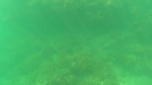 SAN JOSE DEL CABO BCS MEXICO-2023: Underwater View of Rocky Seabed and Marine Growth