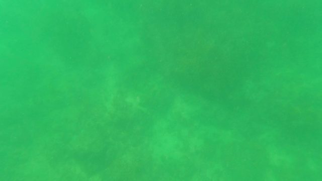 SAN JOSE DEL CABO BCS MEXICO-2023: Underwater Ocean Floor with Algal Growth and Clear Green Water