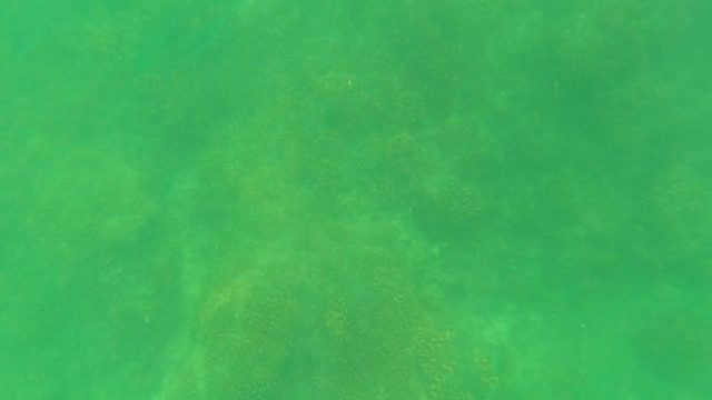 SAN JOSE DEL CABO BCS MEXICO-2023: Small Fish School Swimming over Coral Seabed