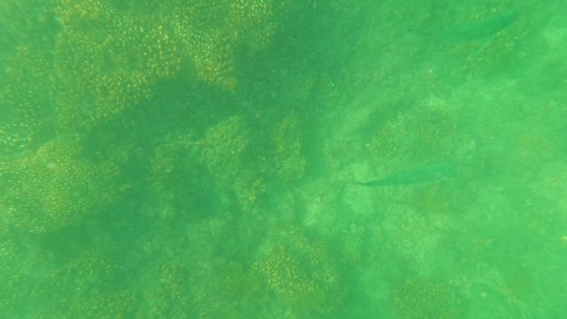 SAN JOSE DEL CABO BCS MEXICO-2023: Coral Reef and Swimming Fish From Snorkeler's View