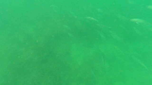SAN JOSE DEL CABO BCS MEXICO-2023: School of Small Fish Swimming in Green Water
