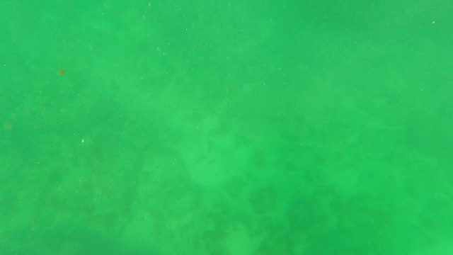 SAN JOSE DEL CABO BCS MEXICO-2023: Stingray Gliding Across Ocean Floor in Green Water