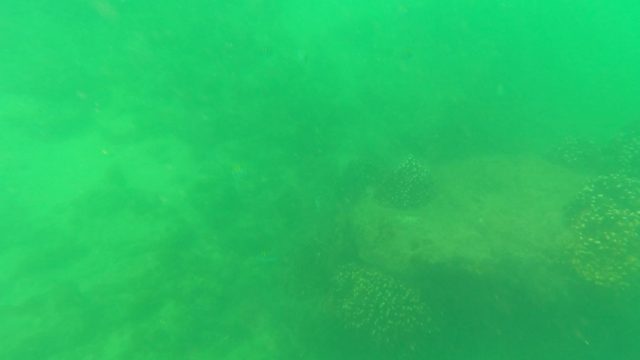 SAN JOSE DEL CABO BCS MEXICO-2023: Underwater View of Ocean Floor with Coral Formations