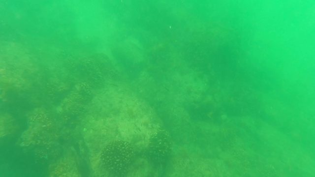 SAN JOSE DEL CABO BCS MEXICO-2023: Coral Reefs in Greenish Murky Water