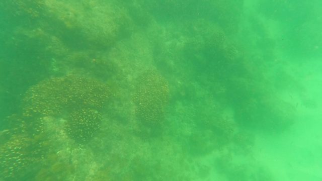 SAN JOSE DEL CABO BCS MEXICO-2023: Coral Reefs and Seabed in Murky Green Water