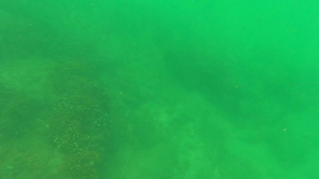 SAN JOSE DEL CABO BCS MEXICO-2023: Underwater View of Coral and Rising Bubbles