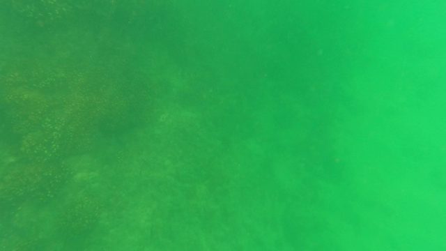 SAN JOSE DEL CABO BCS MEXICO-2023: Underwater Marine Vegetation with Diver's Hand Interaction