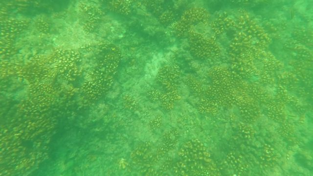 SAN JOSE DEL CABO BCS MEXICO-2023: Coral Reef Underwater with Diver's Hand Pointing