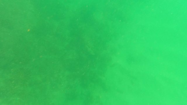 SAN JOSE DEL CABO BCS MEXICO-2023: Underwater Seaweed Moving in Ocean Current