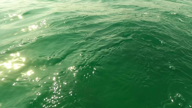 SAN JOSE DEL CABO BCS MEXICO-2023: Underwater View of Green Water with Sunlight, Fish, and Bottle