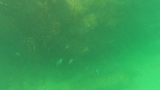 SAN JOSE DEL CABO BCS MEXICO-2023: Small Fish School Near Rocky Seabed Underwater
