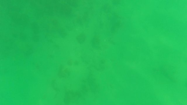 SAN JOSE DEL CABO BCS MEXICO-2023: Fish Swimming in Green-Tinted Underwater Scene