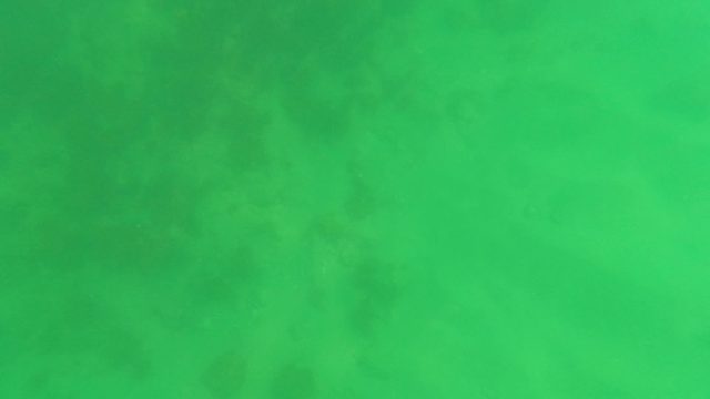 SAN JOSE DEL CABO BCS MEXICO-2023: Fish Swimming in Shallow Green Ocean Water