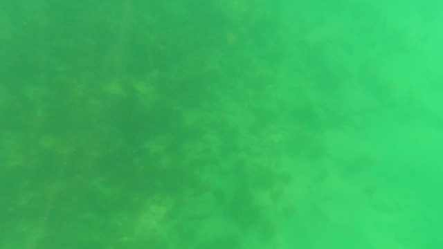 SAN JOSE DEL CABO BCS MEXICO-2023: Underwater Seabed with Marine Vegetation and Algae