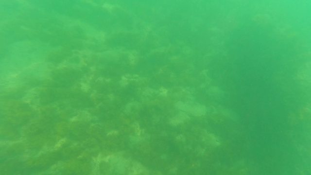 SAN JOSE DEL CABO BCS MEXICO-2023: Underwater View of Rocky Seabed and Algae