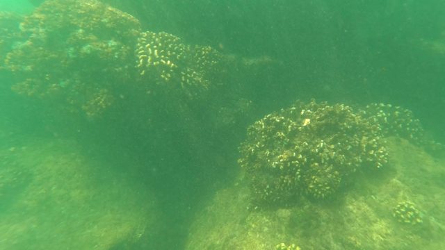 SAN JOSE DEL CABO BCS MEXICO-2023: Underwater Coral Reef on Rocky Seabed