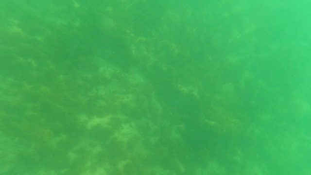 SAN JOSE DEL CABO BCS MEXICO-2023: Underwater View of Seabed and Coral Formations