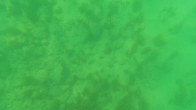 SAN JOSE DEL CABO BCS MEXICO-2023: Underwater Seabed with Swaying Seaweed and Sandy Bottom