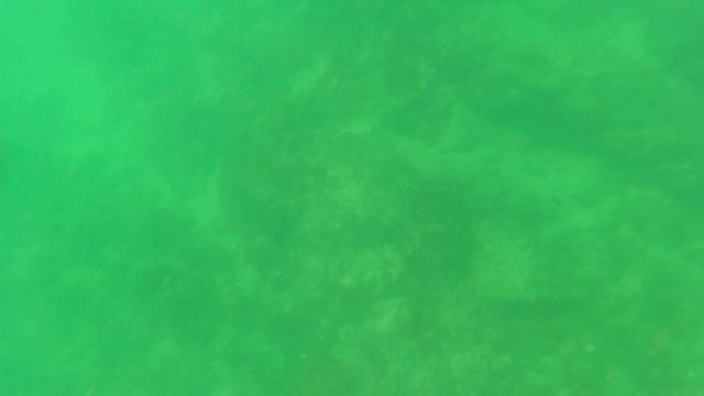 SAN JOSE DEL CABO BCS MEXICO-2023: Sea Turtle Swimming in Green Underwater Environment
