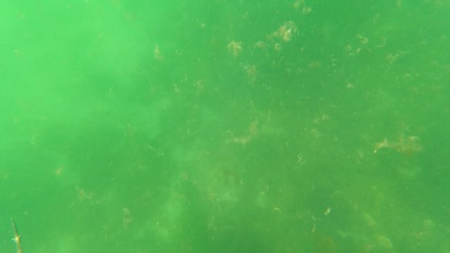 SAN JOSE DEL CABO BCS MEXICO-2023: Spearfishing Underwater with a Spear Gun
