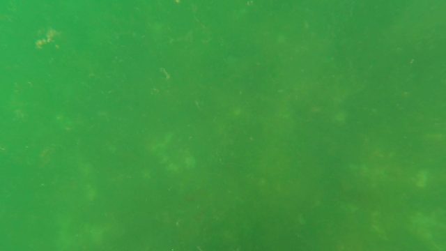SAN JOSE DEL CABO BCS MEXICO-2023: Underwater View of Green Water with Floating Particles
