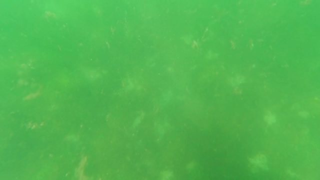 SAN JOSE DEL CABO BCS MEXICO-2023: Underwater View of Floating Particles in Green Water