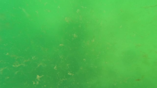 SAN JOSE DEL CABO BCS MEXICO-2023: Algae and Particles Floating in Green Water