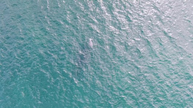 SHIPWRECKS EAST CAPE BCS-2023: Whale Surfacing in Clear Ocean Water