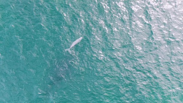 SHIPWRECKS EAST CAPE BCS-2023: Whale Surfacing and Swimming in Clear Ocean Water