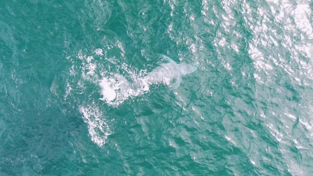 SHIPWRECKS EAST CAPE BCS-2023: Dolphin Surfacing and Swimming in Ocean Water