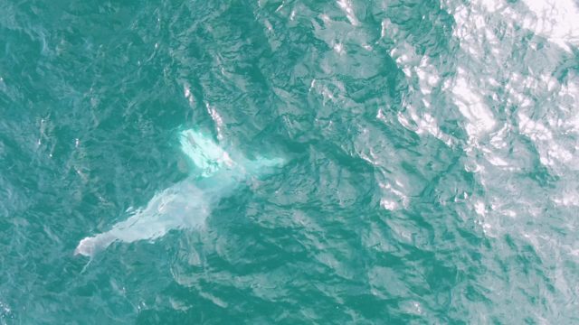 SHIPWRECKS EAST CAPE BCS-2023: Whale Submerging in Clear Ocean Water