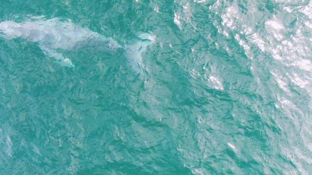 SHIPWRECKS EAST CAPE BCS-2023: Whale Swimming in Clear Turquoise Ocean Water