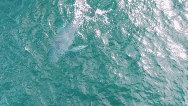 SHIPWRECKS EAST CAPE BCS-2023: Whale Surfacing and Diving in Ocean Waters