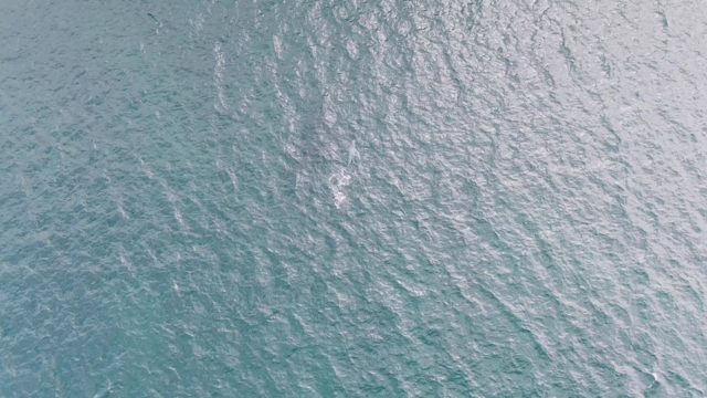 SHIPWRECKS EAST CAPE BCS-2023: Marine Animal Surfacing and Splashing in Ocean