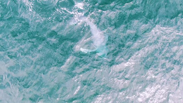 SHIPWRECKS EAST CAPE BCS-2023: Whale's Tail Surfacing and Diving in Ocean