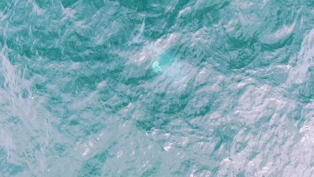 SHIPWRECKS EAST CAPE BCS-2023: Overhead View of Fish Leaping in Turquoise Water