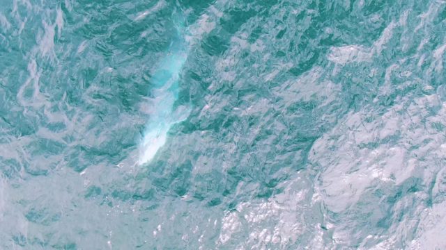 SHIPWRECKS EAST CAPE BCS-2023: Whale Surfacing in Clear Ocean Water