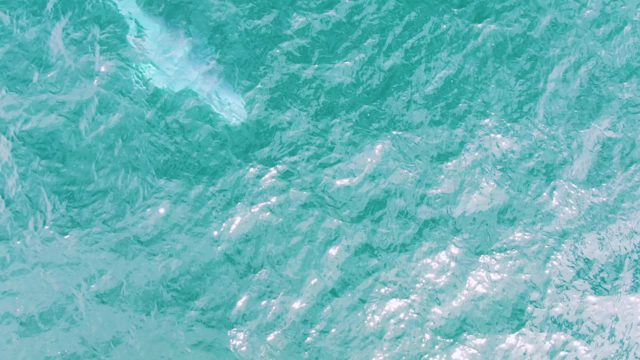 SHIPWRECKS EAST CAPE BCS-2023: Dolphin Surfacing in Turquoise Ocean Water