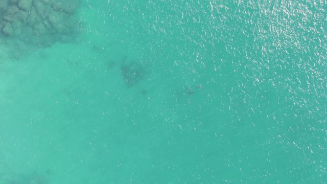BUZZARDS BEACH EAST CAPE BCS-2023: Small Fish Swimming in Turquoise Ocean Water