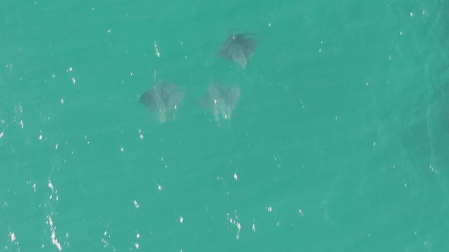 BUZZARDS BEACH EAST CAPE BCS-2023: Stingrays Swimming in Clear Turquoise Water