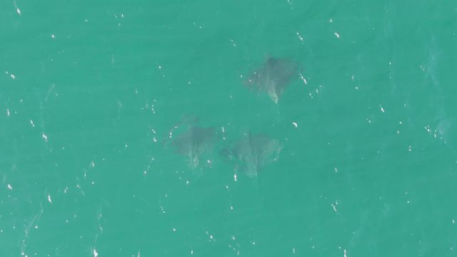 BUZZARDS BEACH EAST CAPE BCS-2023: Stingrays Gliding in Turquoise Ocean Water