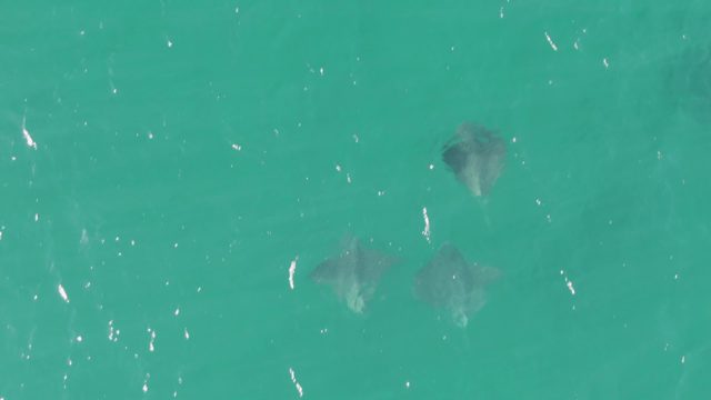 BUZZARDS BEACH EAST CAPE BCS-2023: Stingrays Gliding in Turquoise Shallow Water