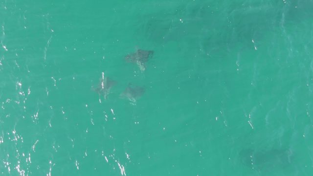 BUZZARDS BEACH EAST CAPE BCS-2023: Stingrays Swimming in Clear Turquoise Water