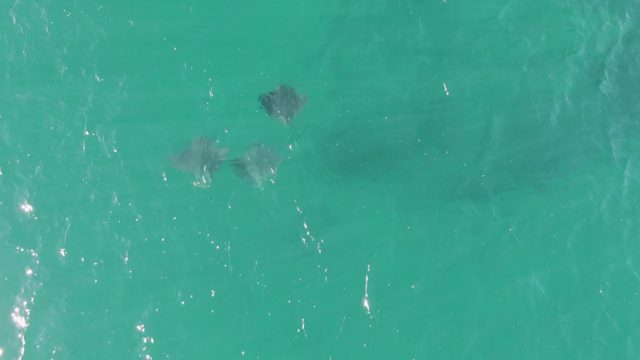 BUZZARDS BEACH EAST CAPE BCS-2023: Stingrays Swimming in Clear Turquoise Water